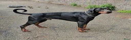 Dobermann dogs for sale: KC Doberman Male - Advert 5