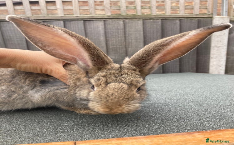 Continental Giant rabbits - Advert 5