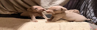Puppy 5