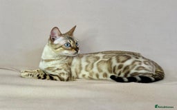 Bengal cats for sale: 🐾PUREBRED Active for breed Bengal girl🐾  - Image 2