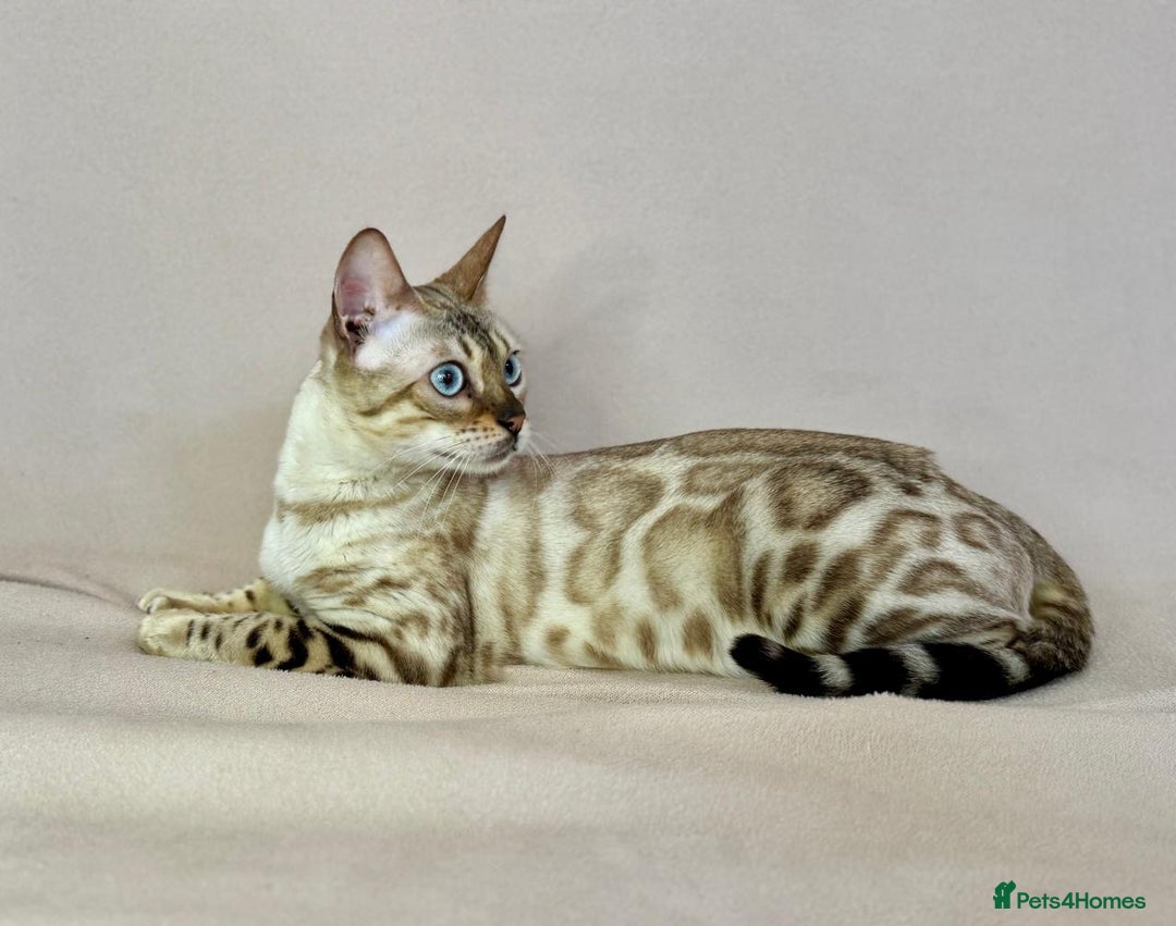Bengal cats for sale: 🐾PUREBRED Active for breed Bengal girl🐾  - Image 2