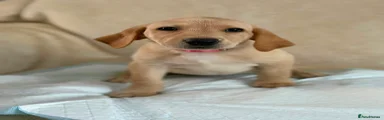 Labrador Retriever 5
