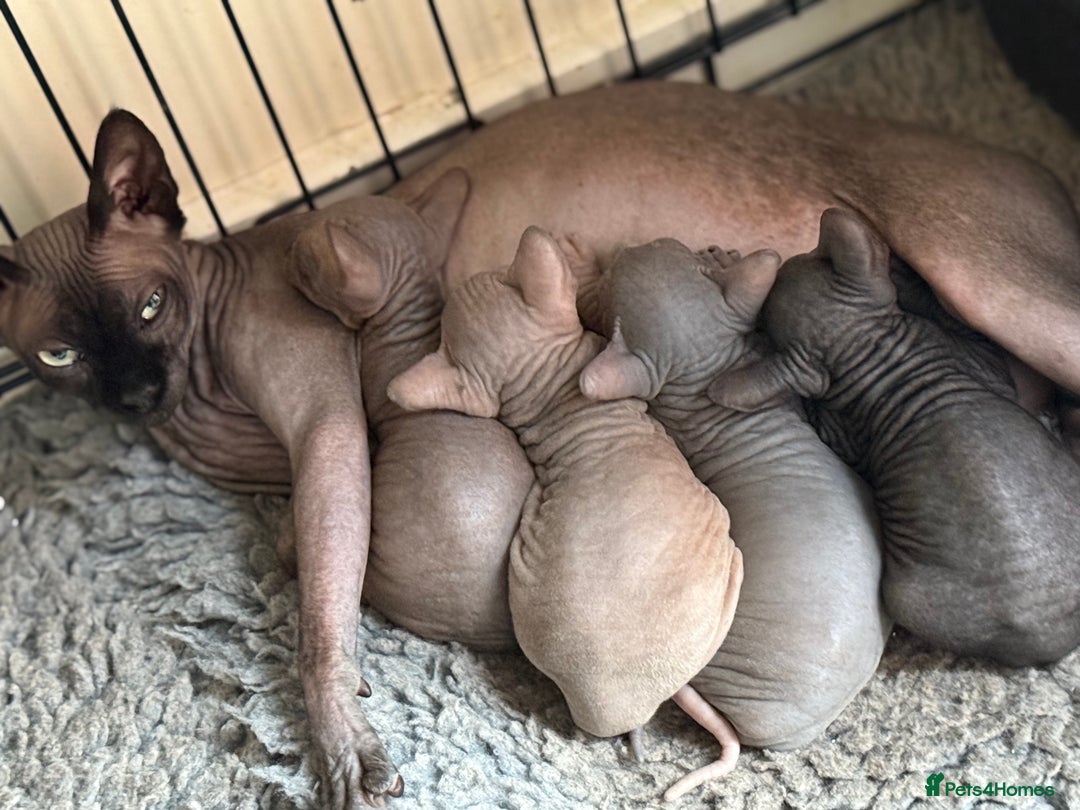 Sphynx cats for sale: ✨ Gorgeous Chunky Sphynx Kittens – Ready Soon! ✨ - Advert 14
