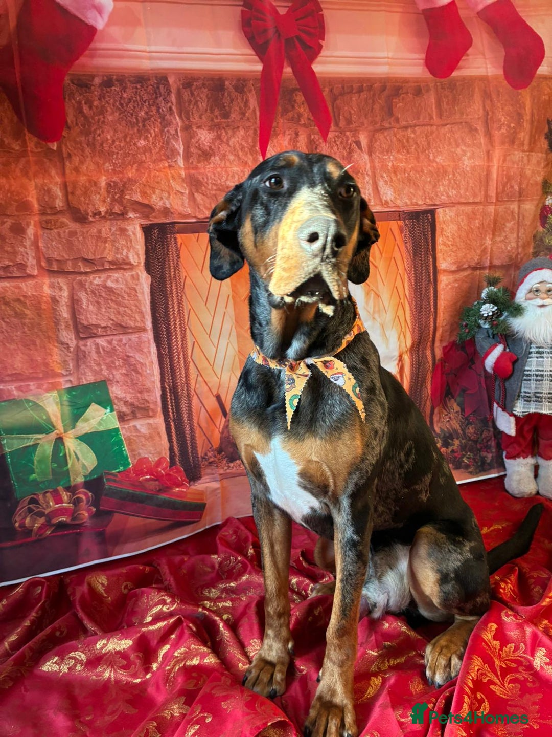 Mixed Breed dogs for sale: Beautiful male doberman  - Advert 9