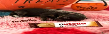 ✨ Nutella ✨🐾🐶