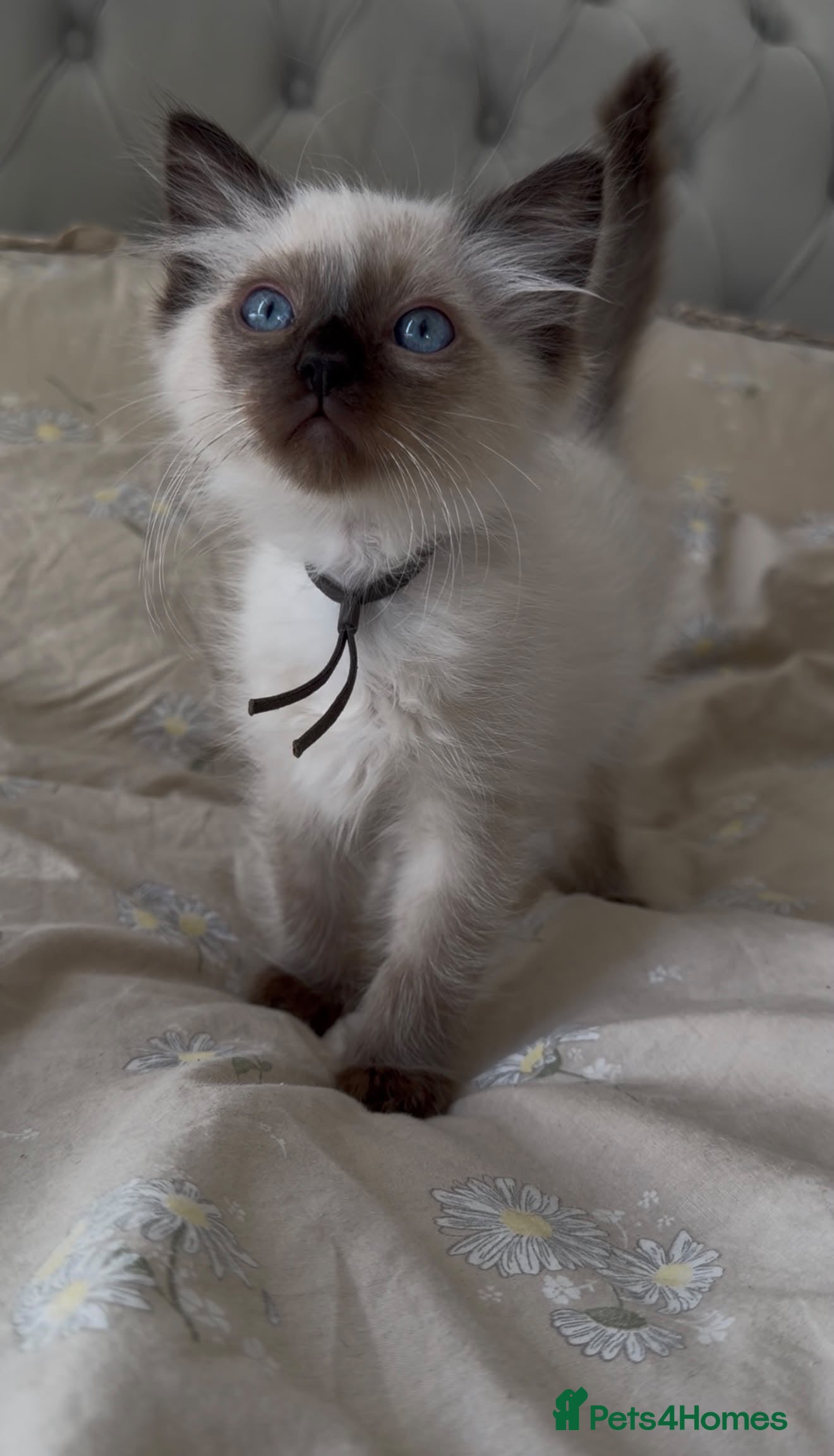 Ragdoll cats Beautiful Ragdoll kittens ready to leave! - Advert 2