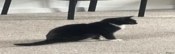 Mixed Breed cats for sale: Kittens 5 - Advert 4