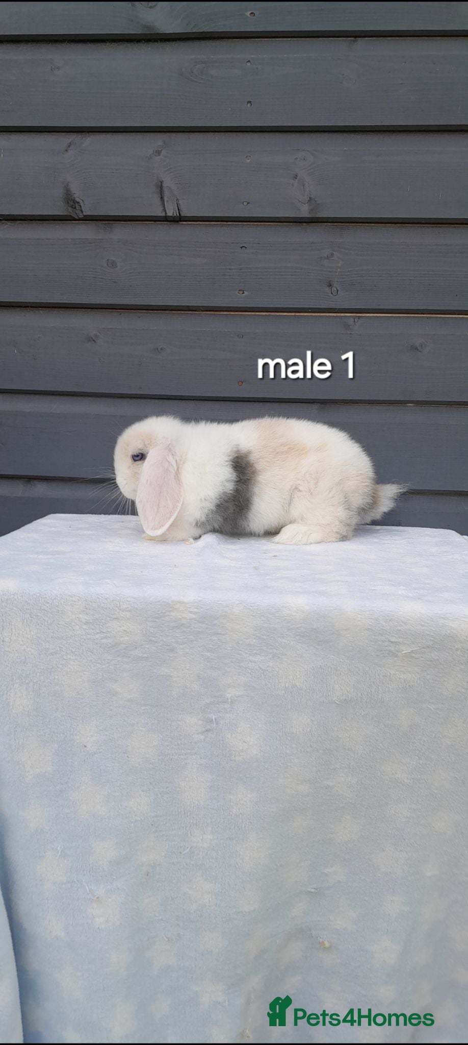 Mini Lop rabbits Beautiful purebred mini lops  - Advert 2