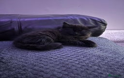 Domestic Shorthair cats for sale: Kitten for sale  - Image 3