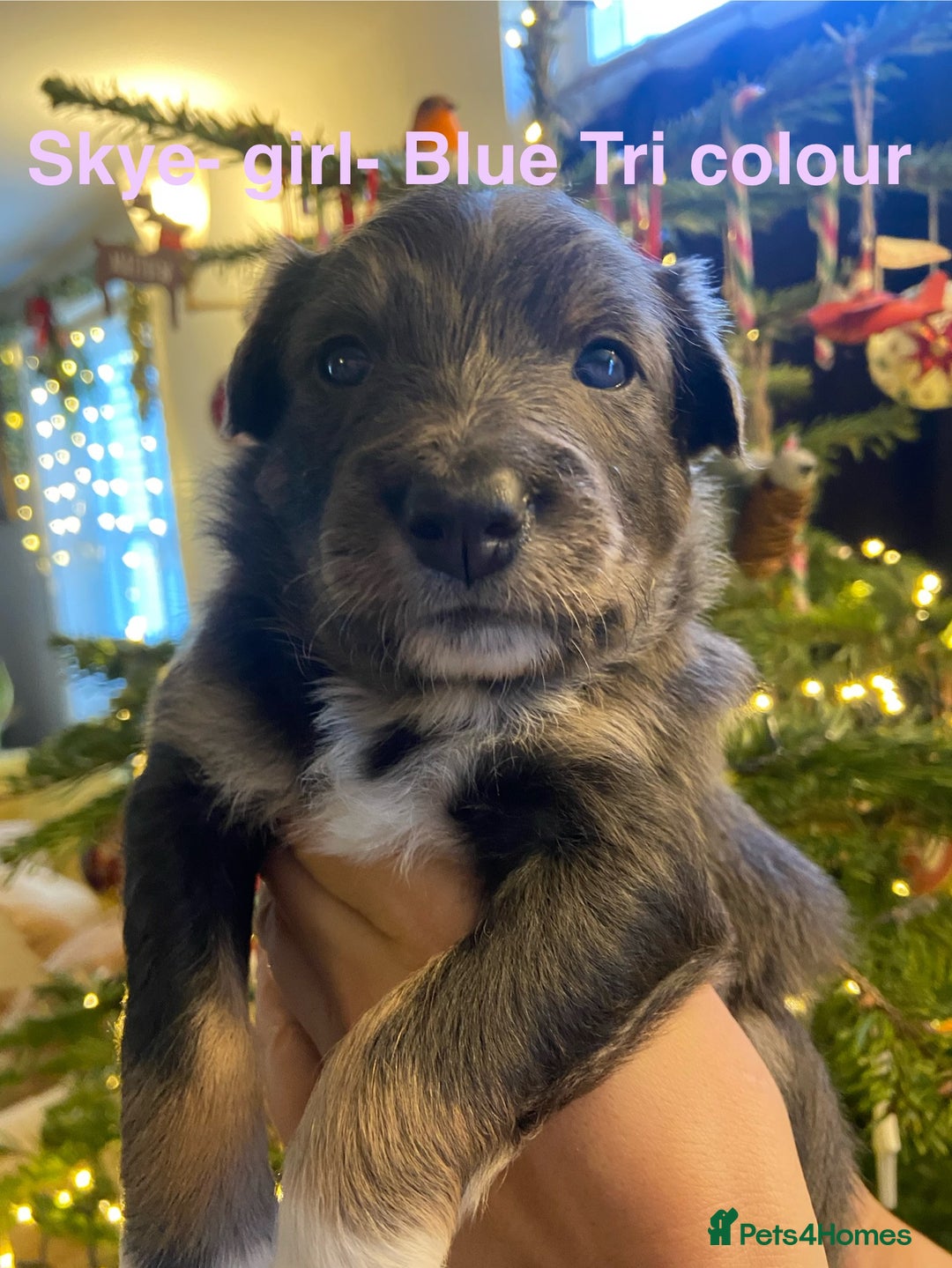 Border Collie dogs for sale: 6 gorgeous high quality Border Collie Puppies  - Advert 14