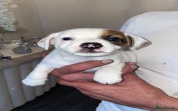 Jack Russell dogs for sale: Traditional jack Russell pups  - Image 6