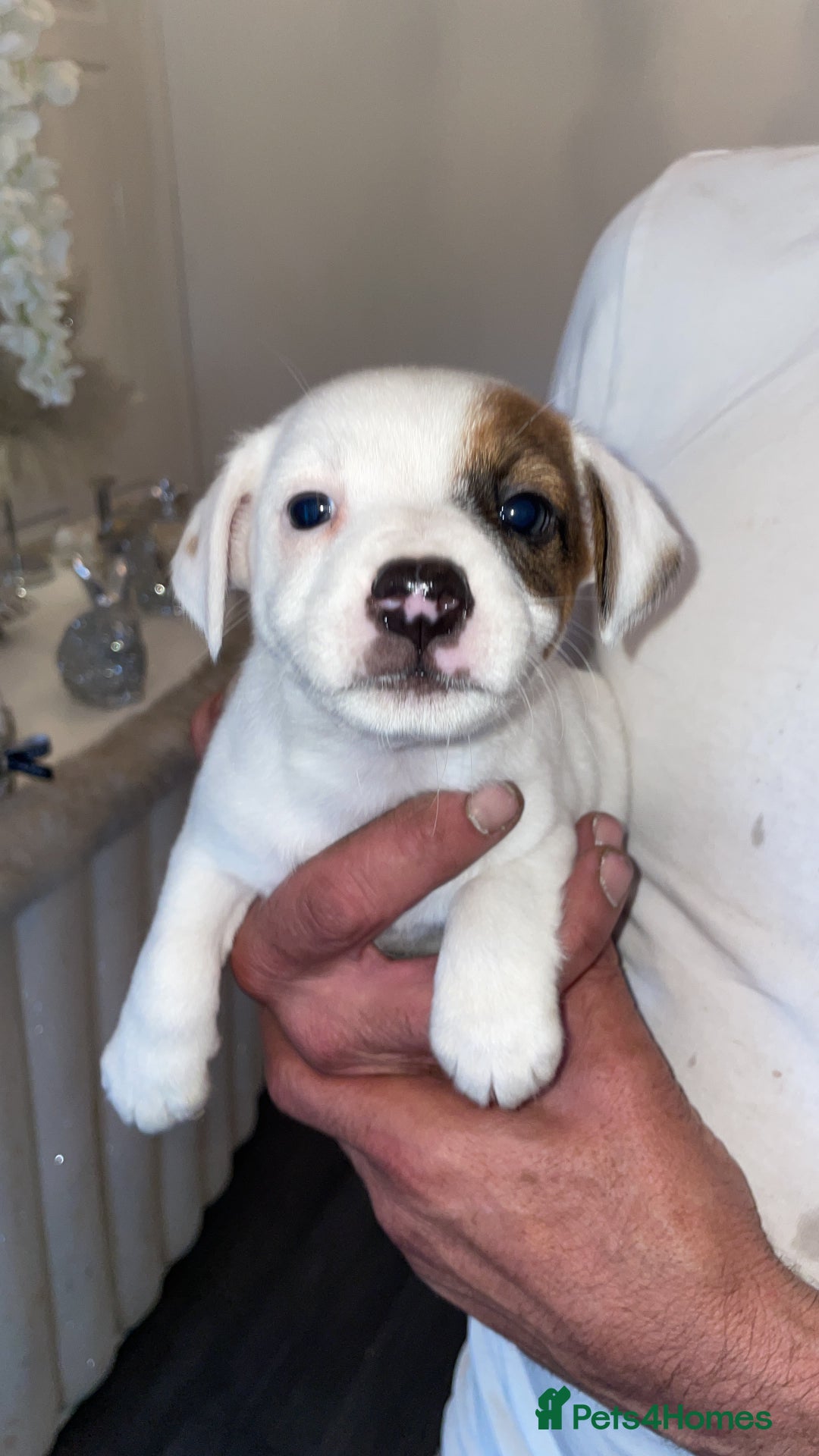 Jack Russell dogs for sale: Traditional jack Russell pups  - Image 6