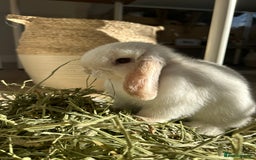 Mini Lop rabbits for sale: Mini Lop Bunny - Mickey - Image 6