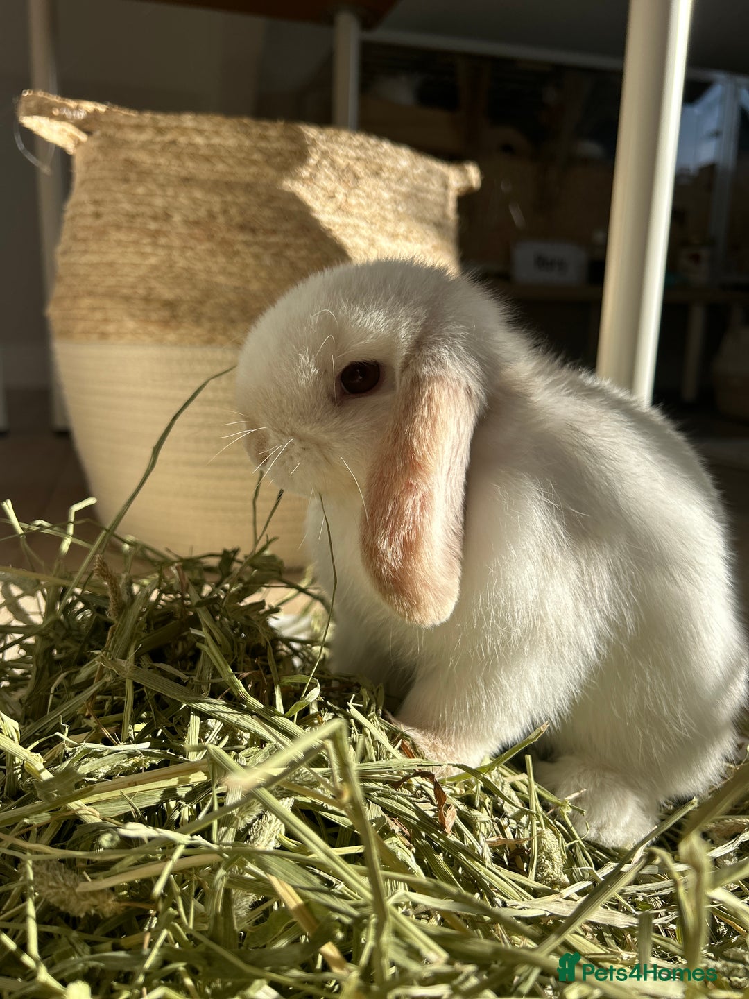 Mini Lop rabbits for sale: Mini Lop Bunny - Mickey - Image 6