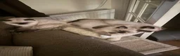 Ragamese cats for sale: Ragdoll X Siamese kittens Ragamese in Larbert - Advert 7
