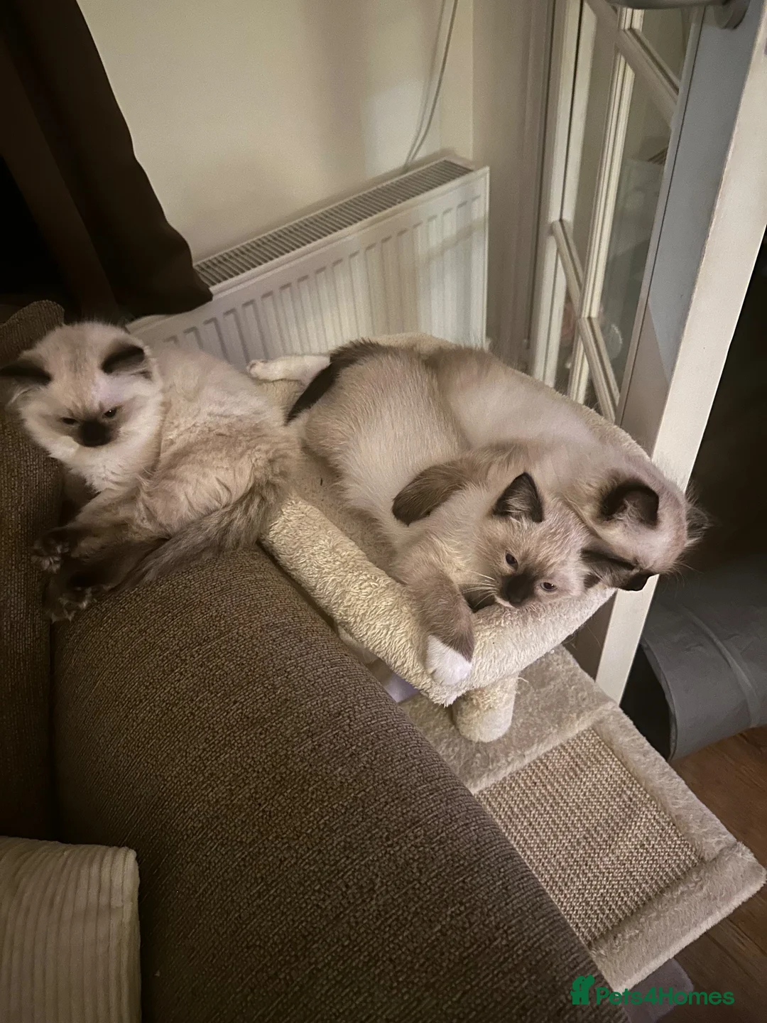 Ragamese cats for sale: Ragdoll X Siamese kittens Ragamese in Larbert - Advert 7