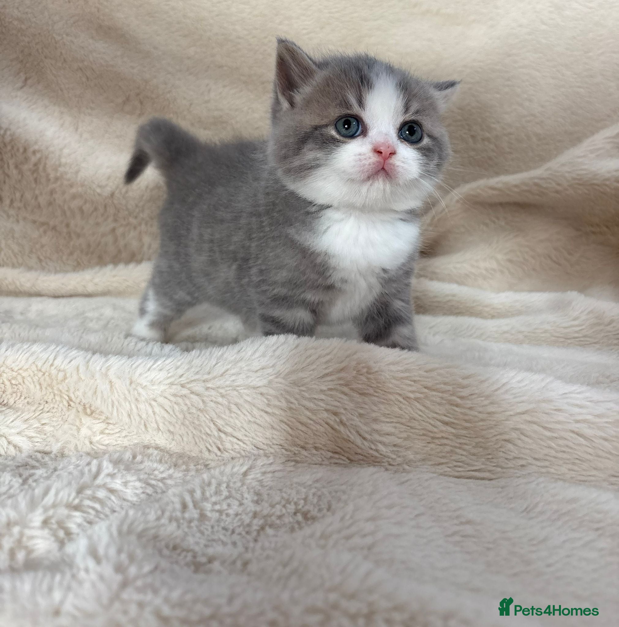 British Shorthair cats Beautiful British Shorthair Kittens Available  - Advert 1