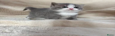 British Shorthair 1