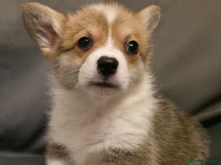 Welsh Corgi Pembroke dogs 33rd Generation RKC Mixed Tail Pembroke Corgi Pups - Advert 3