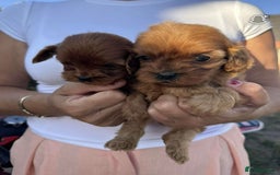 Cavapoo dogs for sale: Beautiful Tiny Cavapoos  - Image 10