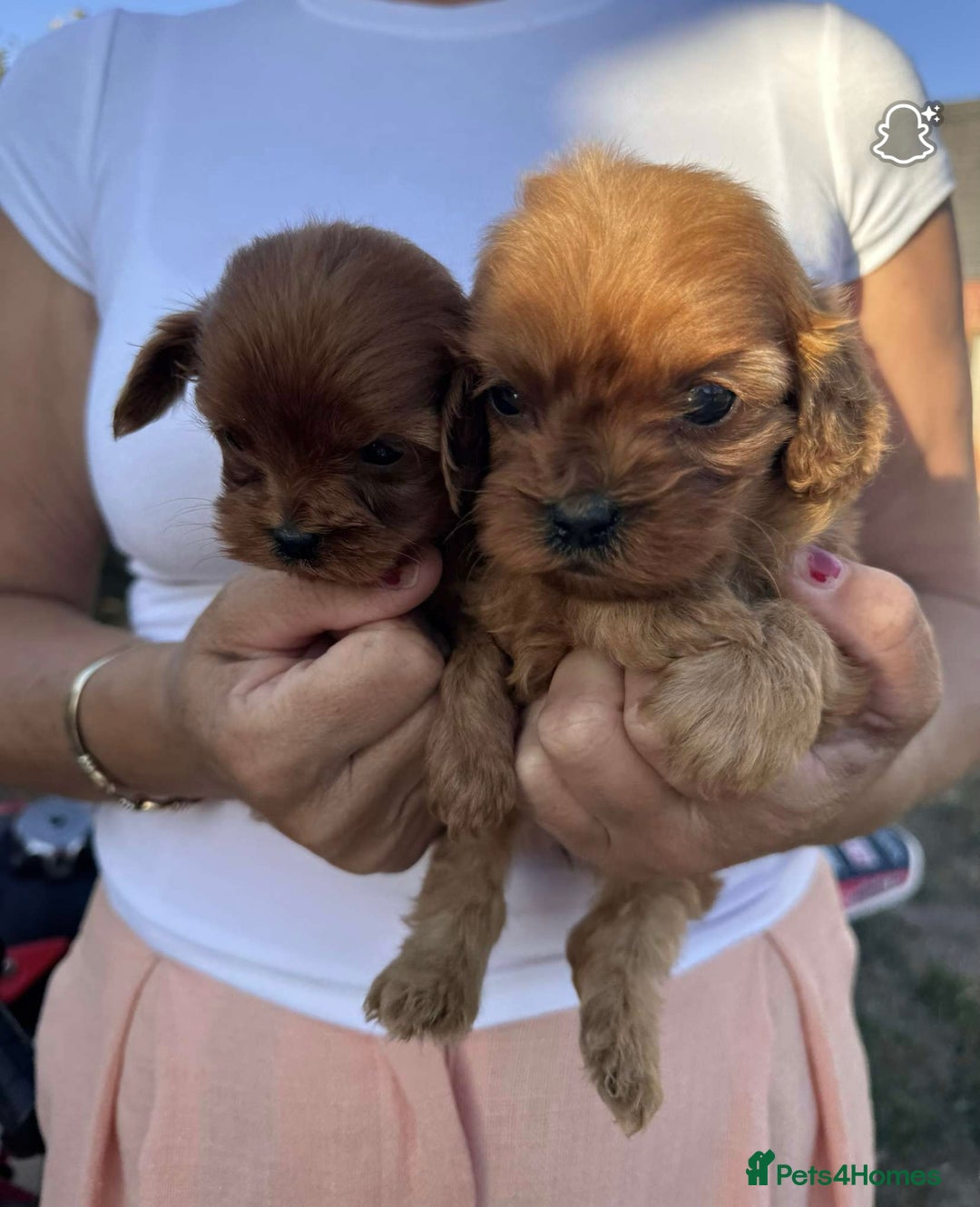 Cavapoo dogs for sale: Beautiful Tiny Cavapoos  - Image 10