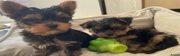 Yorkshire Terrier dogs for sale: Adorable Mini Yorkshire Terrier puppies - Advert 17