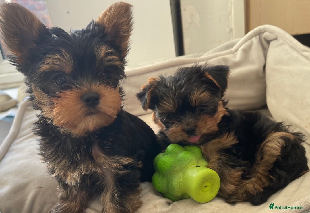 Yorkshire Terrier dogs for sale: Adorable Mini Yorkshire Terrier puppies - Advert 17
