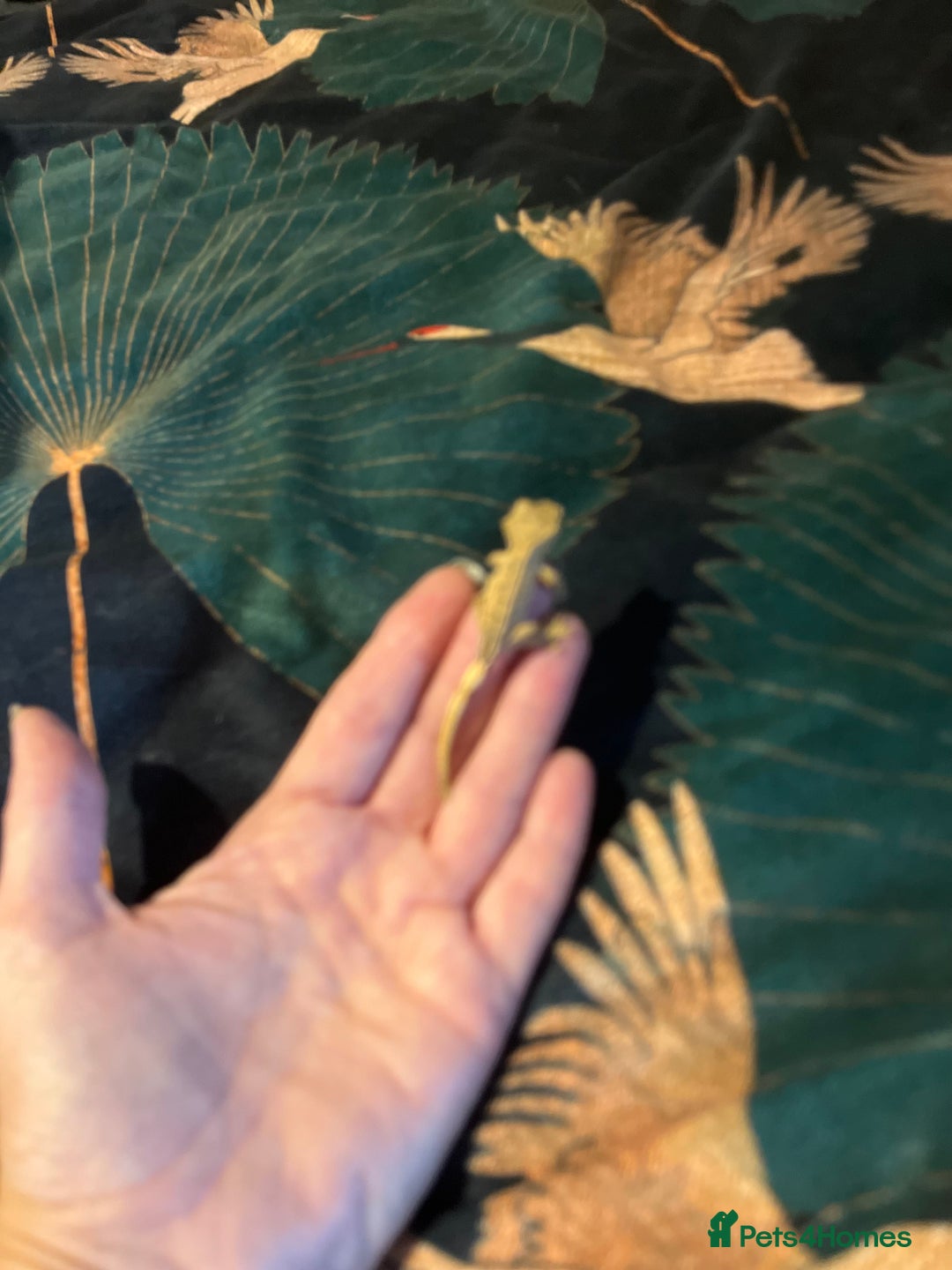 Gecko reptiles for sale: Crested gecko babies  - Advert 18