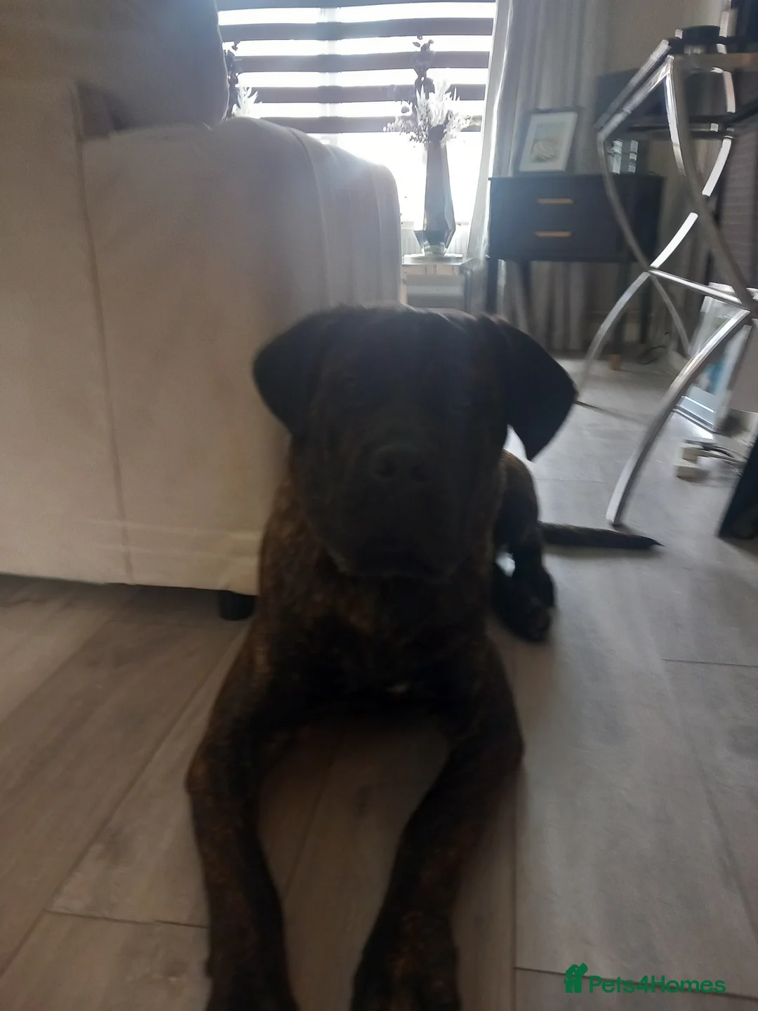 Chinese Red Dog dogs for stud: Beautiful male cancorsa, ready to be stud in Basildon - Advert 4