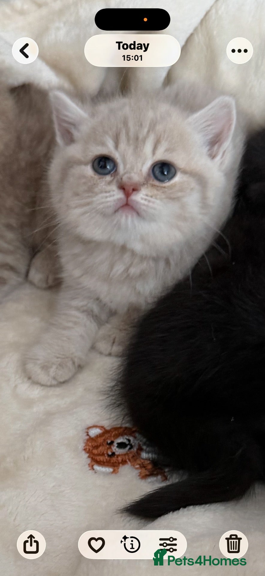 Scottish Fold cats Exceptional litter of Scottish fold/ straight😍😍 - Advert 1