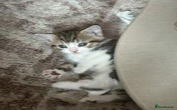 Domestic Shorthair cats for sale: 4 kittens  - Image 7