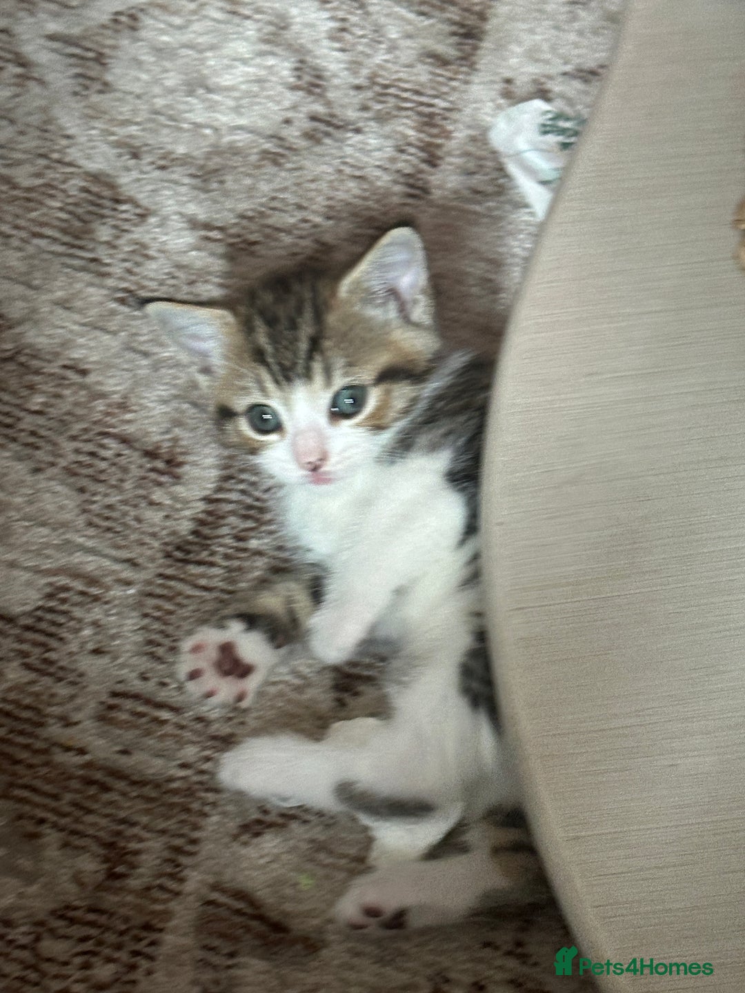 Domestic Shorthair cats for sale: 4 kittens  - Image 7