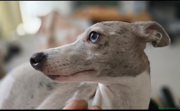 Whippet dogs - Advert 1