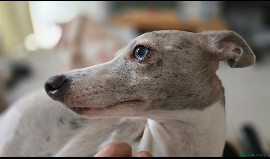Whippet dogs for sale: Beautiful whippet with a hint of merle! - Image 1