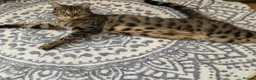 Bengal cats for sale: Handsome Bengal Cat Looking For A Loving Home - Advert 6