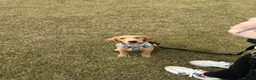 Labradoodle dogs for sale: 5 Month Old Girl Labradoodle for her forever home - Advert 6
