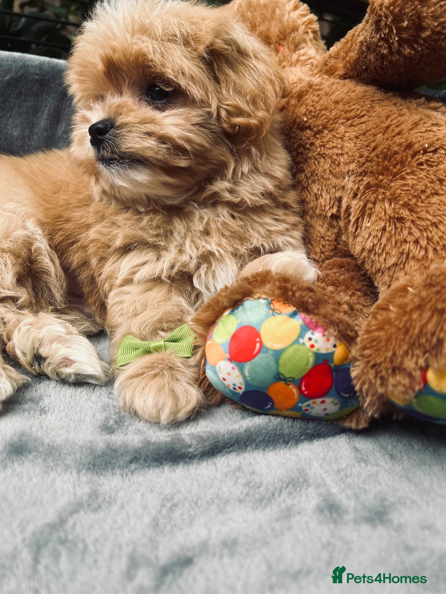 Maltipoo dogs  **  Miny Maltipoo – Beautiful Teddy Bear Face - Advert 1