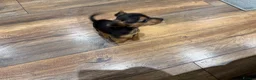 Chihuahua dogs for sale: Beautiful little Chihuahua Puppy 8 weeks old  - Advert 11