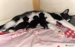 British Shorthair cats for sale: Short haired kittens - Image 1