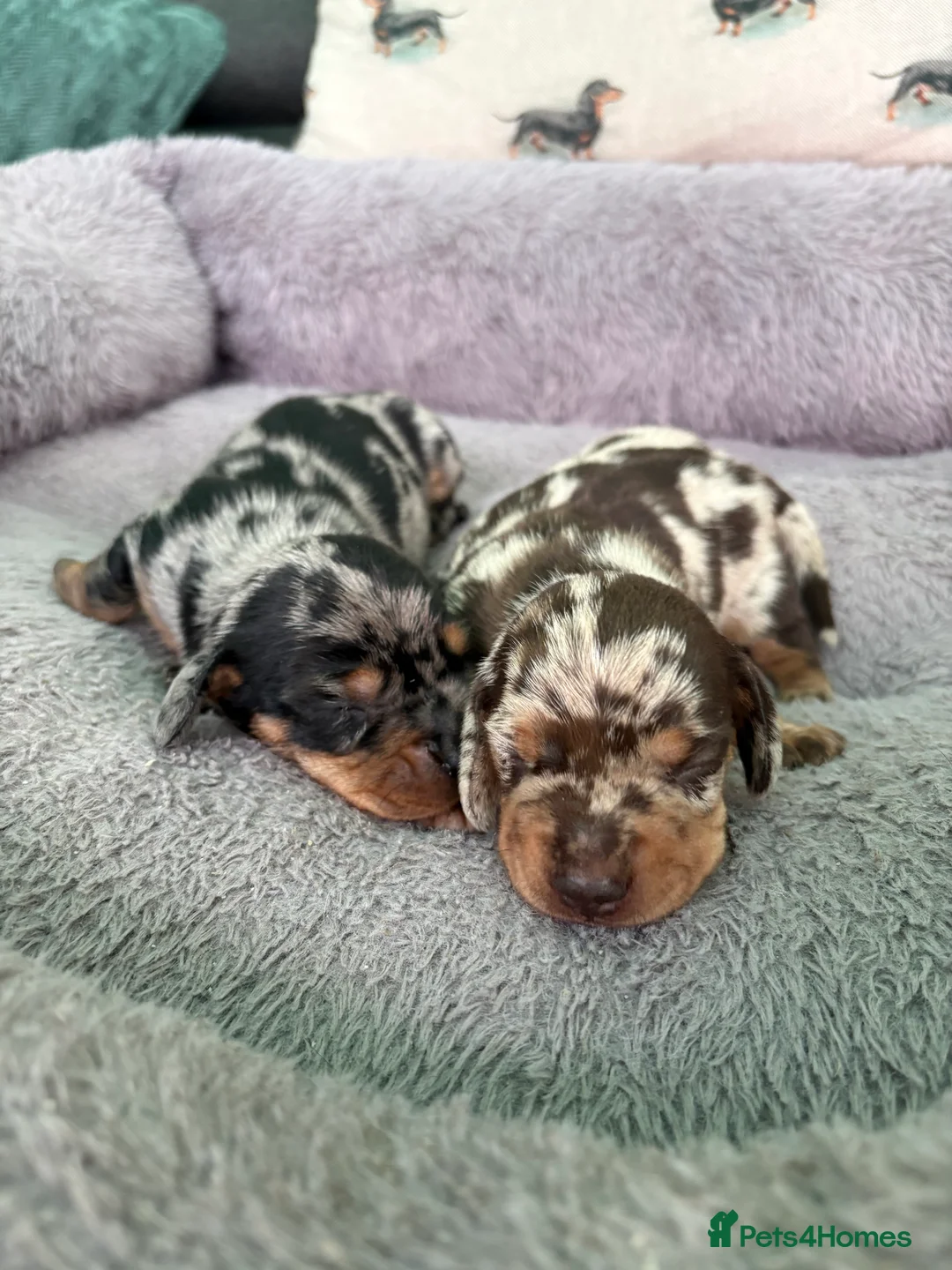 Miniature Dachshund dogs for sale: Beautiful Miniature Dachshund Puppies in Keighley - Advert 14