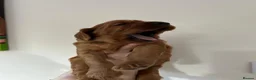 Irish Setter dogs for sale: Irish Setter Puppies in Galashiels - Advert 16