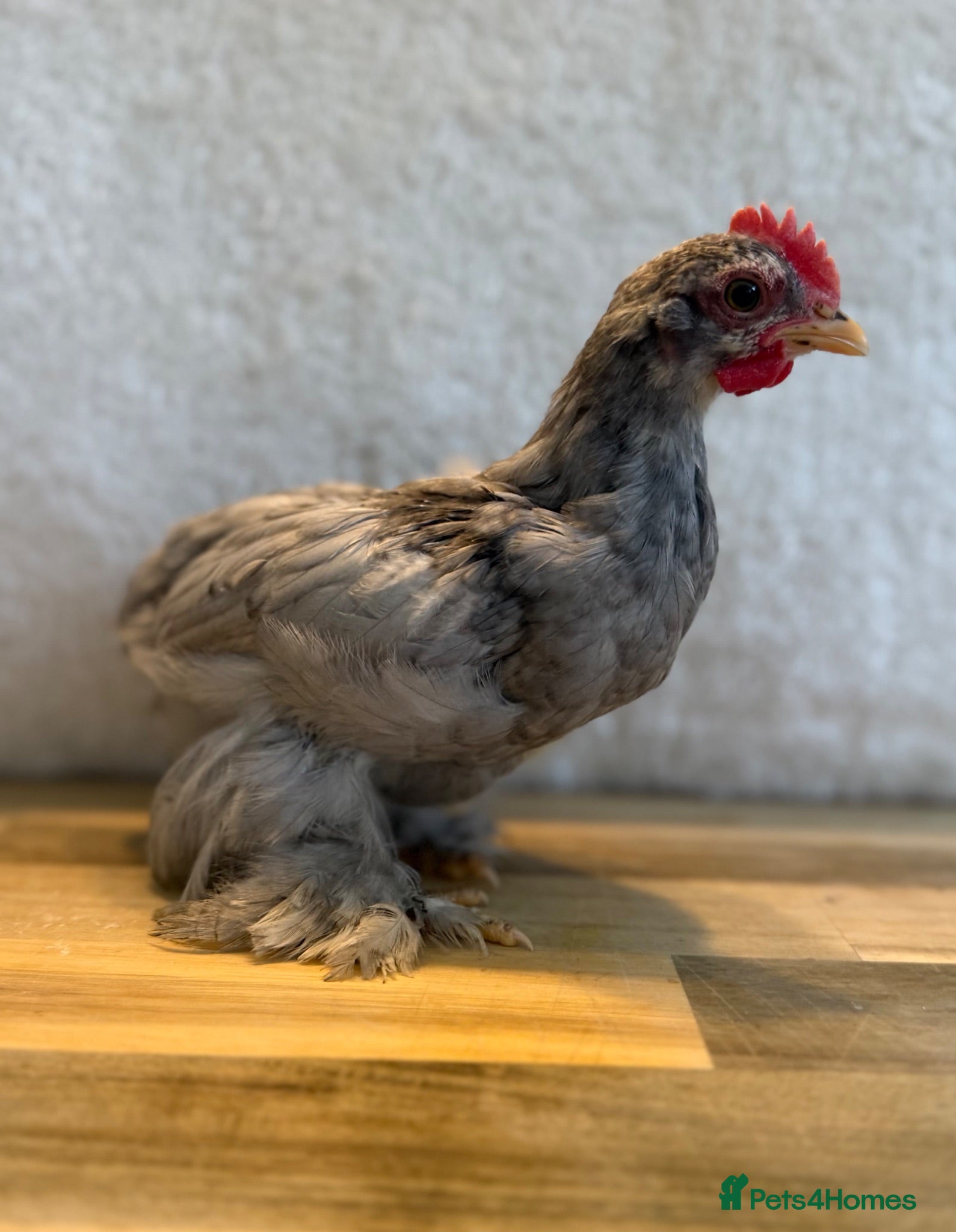 Chickens poultry Free Pekin bantam cockerels  - Advert 2