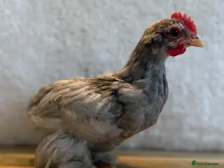 Chickens poultry Free Pekin bantam cockerels - Advert 15