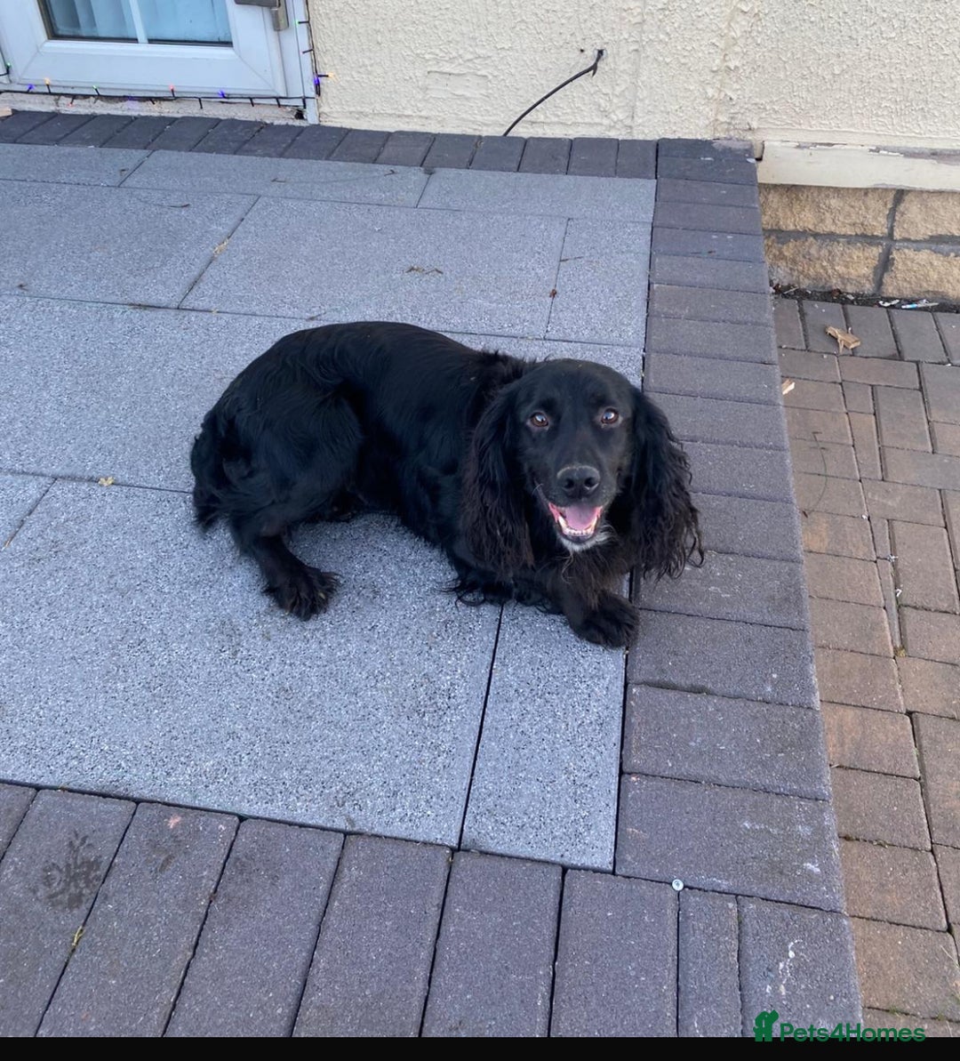 Cocker Spaniel dogs for sale: Cocker spaniel  - Advert 2