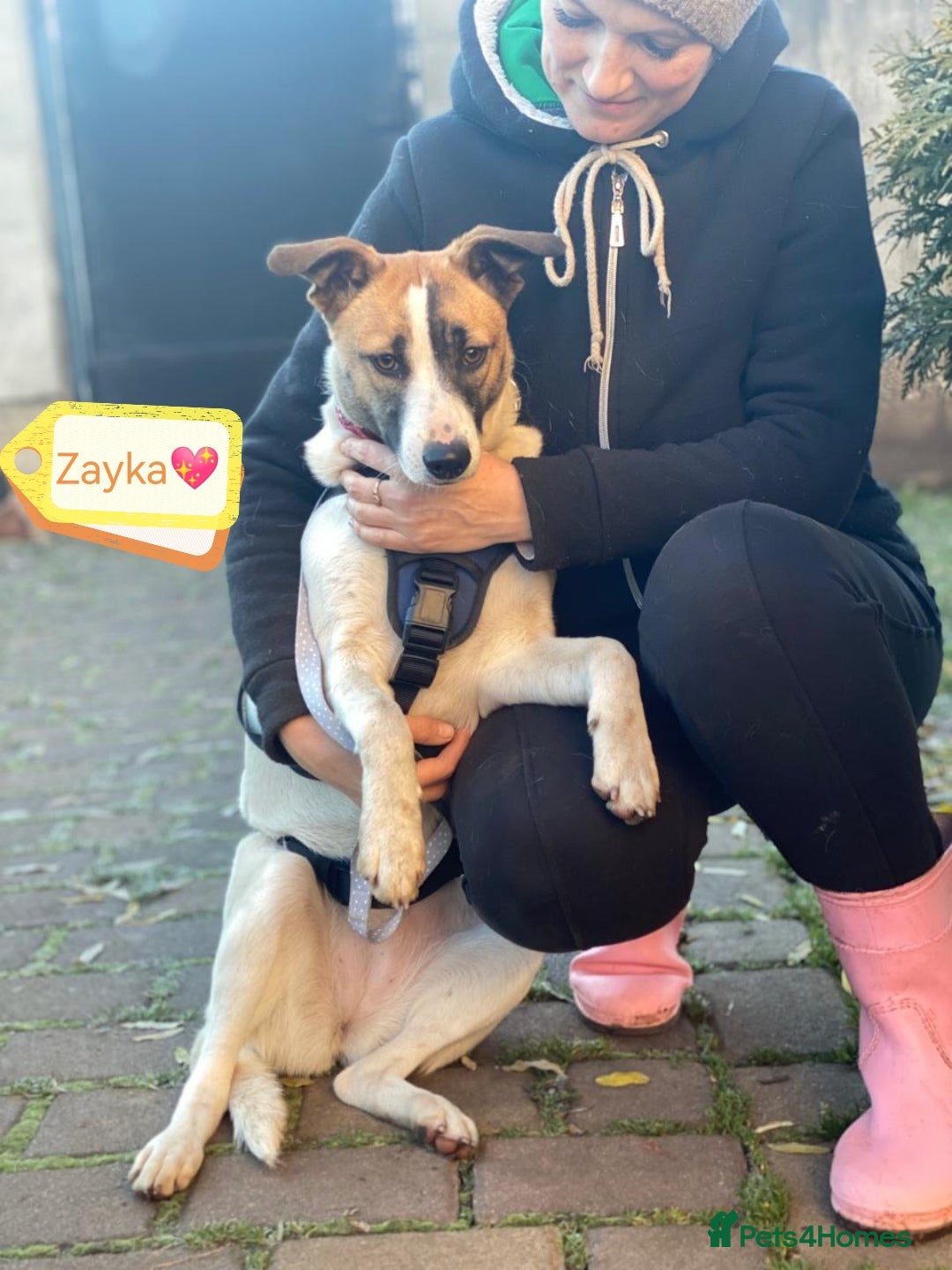 Mixed Breed dogs 💖🐶 ZAYKA 🐶💖 - Advert 1