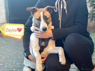 Mixed Breed dogs 💖🐶 ZAYKA 🐶💖 - Advert 1