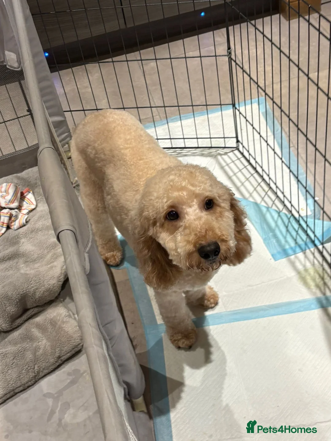 Cockapoo dogs for sale: Black Cockapoo boy - Advert 5