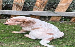 Cocker Spaniel dogs for sale: Cocker Spaniel puppies for sale - Image 16