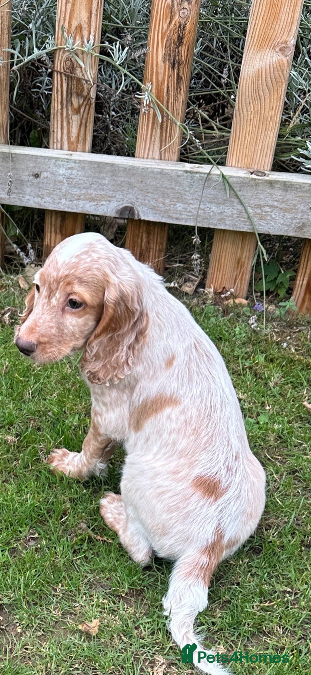 Cocker Spaniel dogs for sale: Cocker Spaniel puppies for sale - Image 16