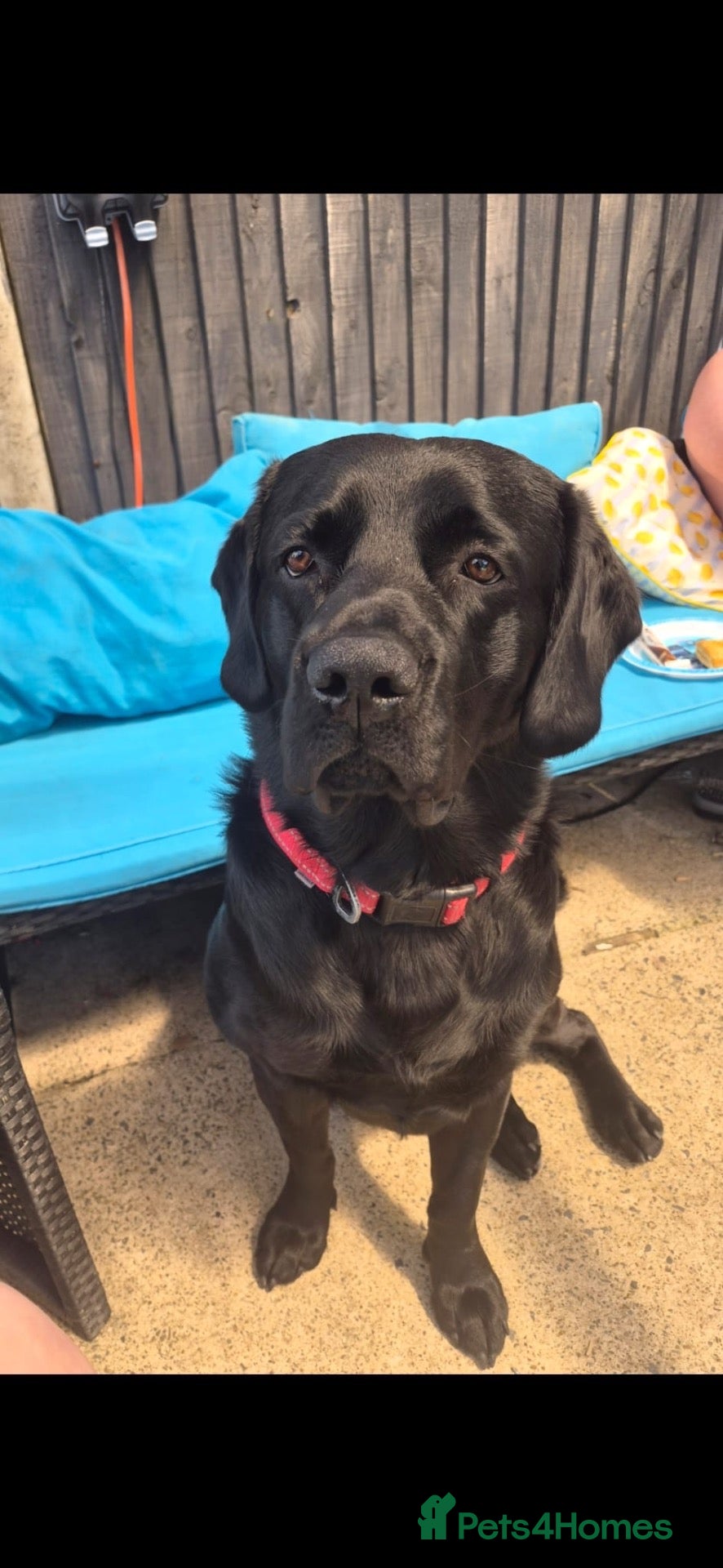 Labrador Retriever dogs Milo needs a new home  - Advert 1